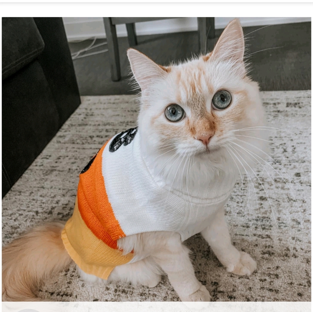 NWT Halloween Candy Corn Boo Dog and Cat Sweater - Hyde & EEK! Boutique #1 - Picture 6 of 6